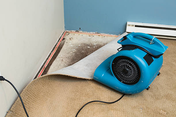 Best Water damage cleanup near me  in Mason, MI